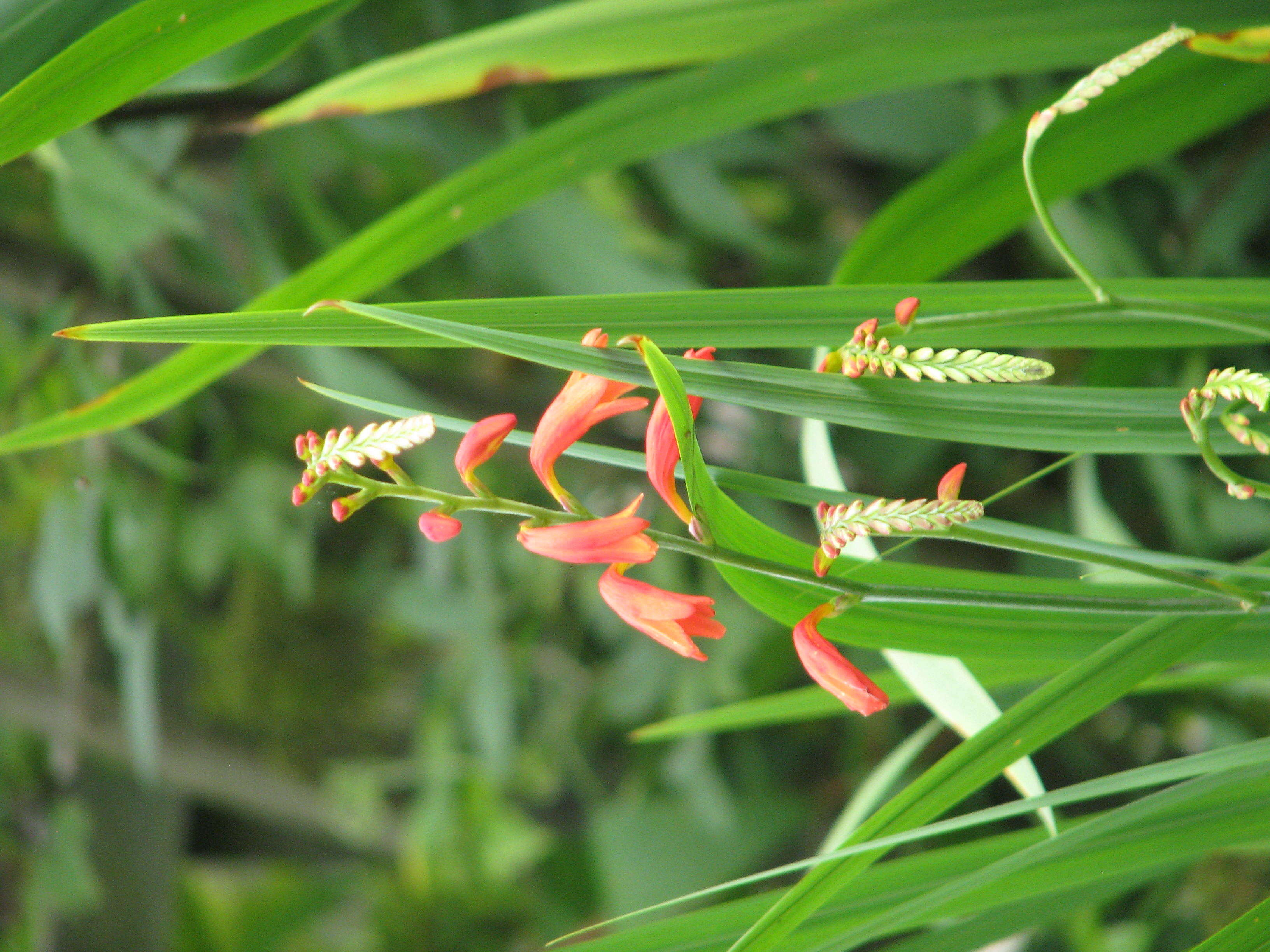 Image of Pott's Montbretia