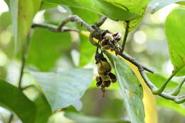 Image of Magnolia liliifera (L.) Baill.