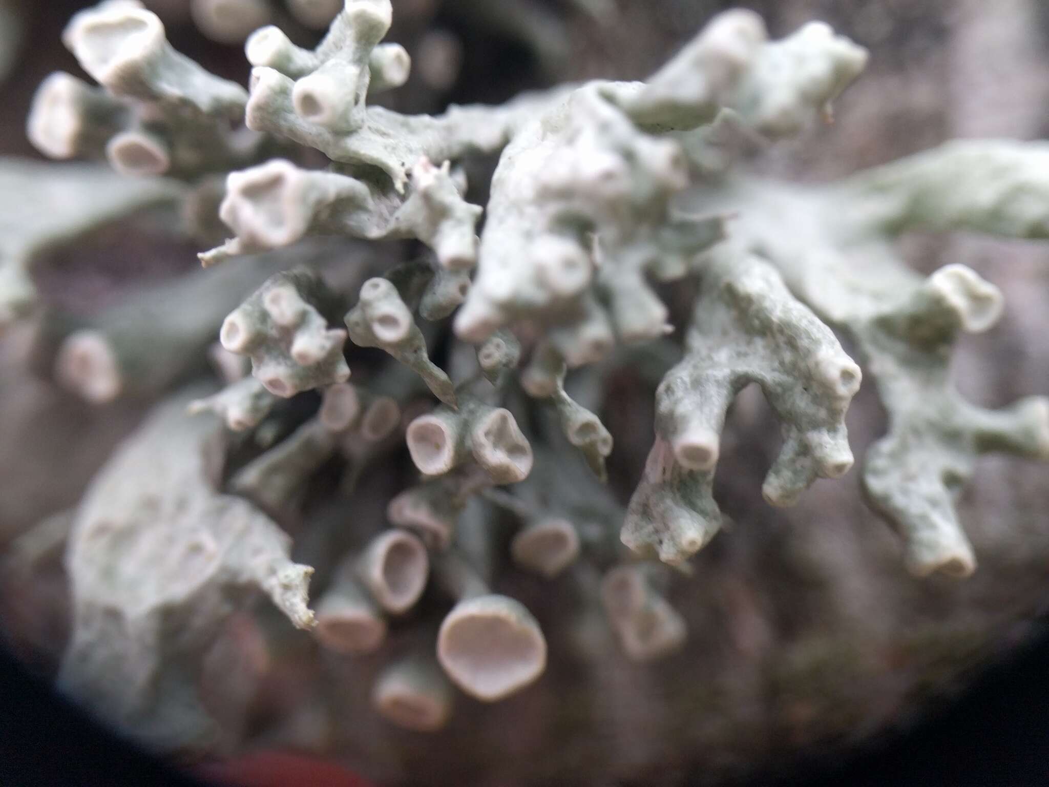 Image of Cartilage lichen