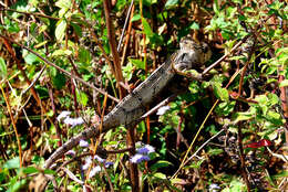 Image of Malagasy Giant Chameleon