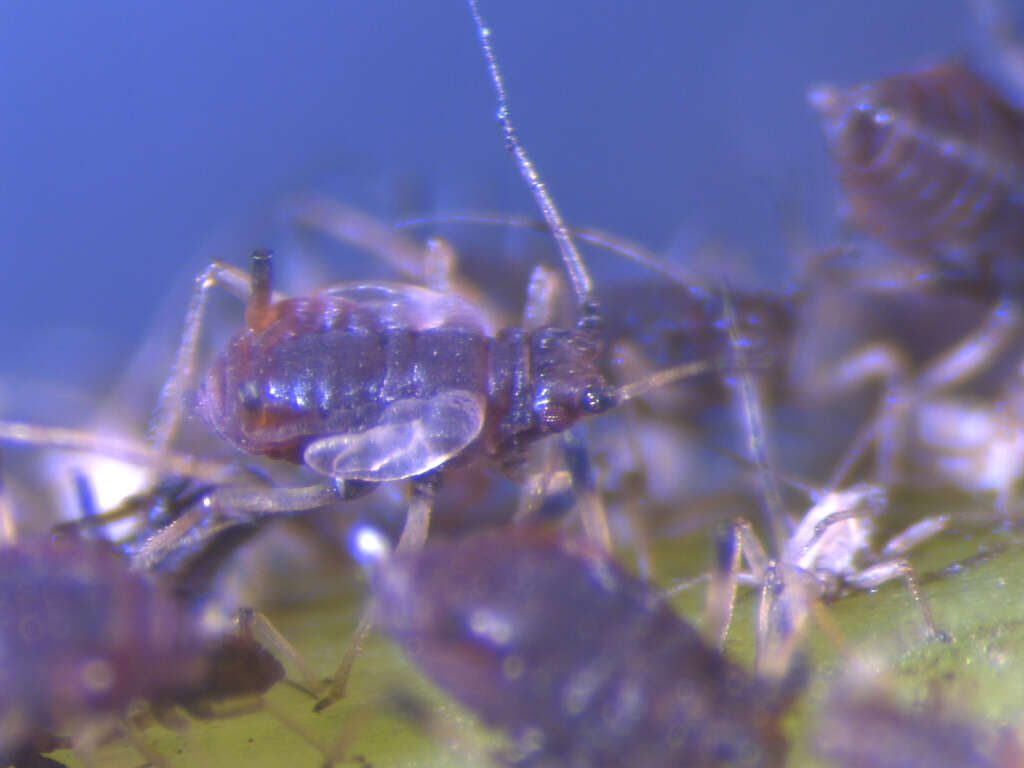 Image of Banana aphid