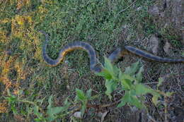 Image of Bolivian Anaconda