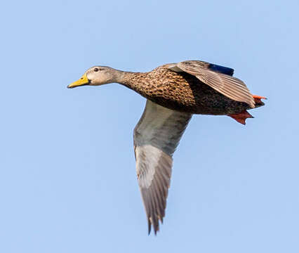 Image of Florida duck