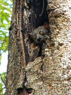 Image of Randrianasolo's Sportive Lemur