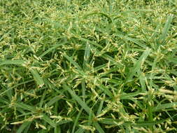 Image of Cyperus albostriatus Schrad.