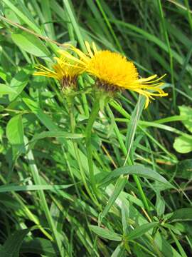 Image of Inula salicina