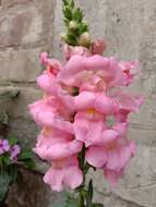 Plancia ëd Antirrhinum majus L.