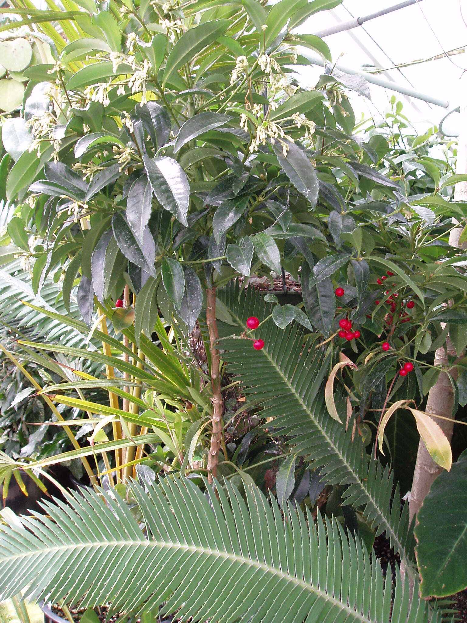 Plancia ëd Ardisia crispa (Thunb.) A. DC.