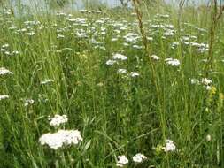 Image of Achillea collina J. Becker ex Rchb.