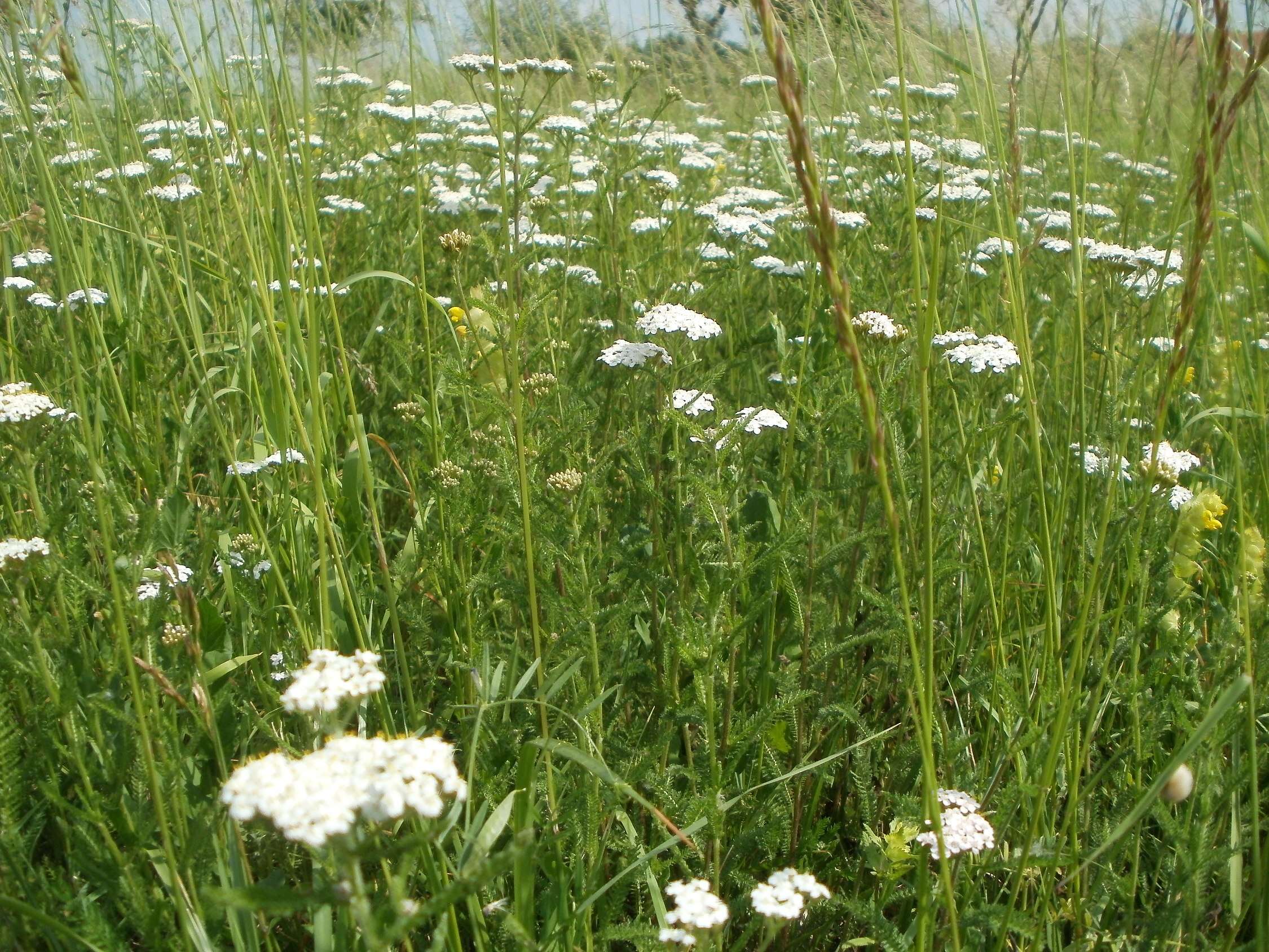 Image of Achillea collina J. Becker ex Rchb.