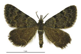 Plancia ëd Dichromodes cynica Meyrick 1911