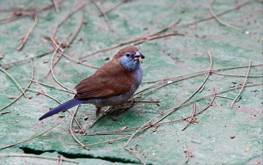 Image of Red-checked Cordon-bleu