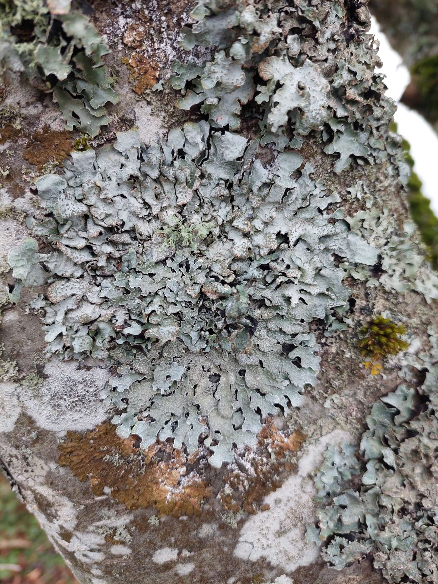 Image of Hammered shield lichen