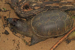 Image of Common Mud Turtle