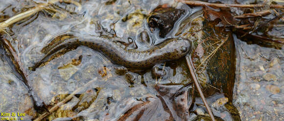 Image of Chinese Salamander