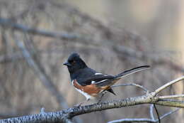 Image of Eastern Towhee