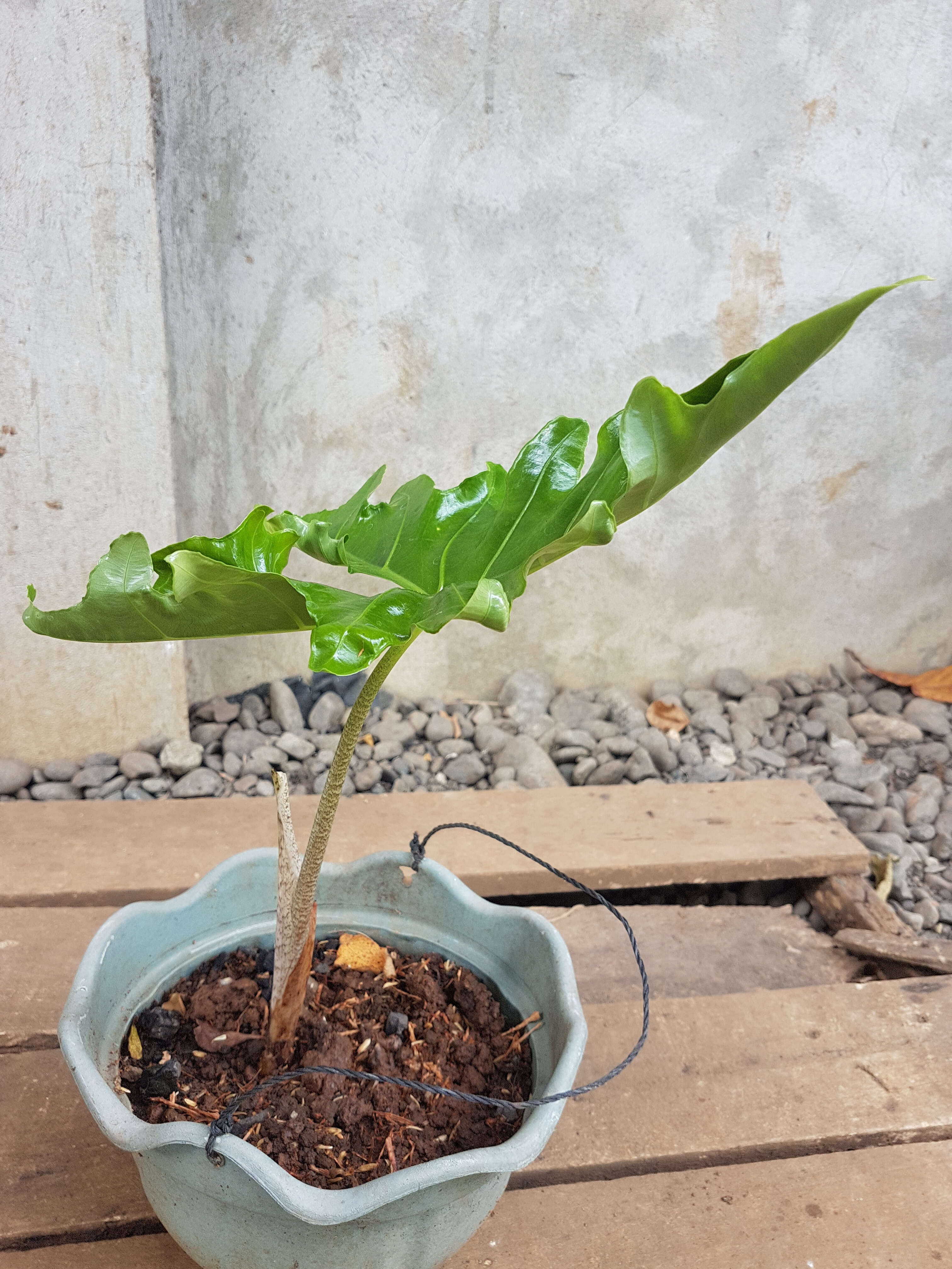 Image of Alocasia nycteris Medecilo, G. C. Yao & Madulid