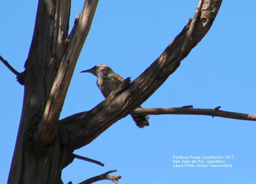 Image of Cactus Wren