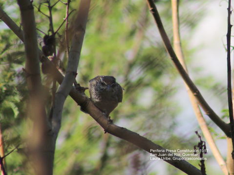 Image of Cactus Wren