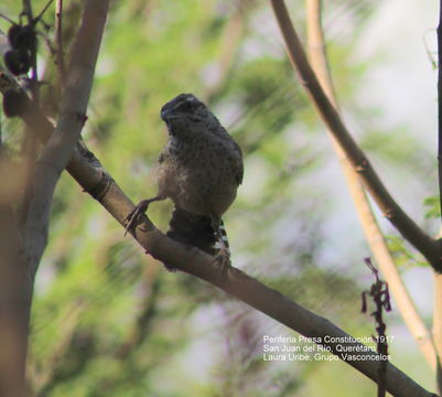 Image of Cactus Wren