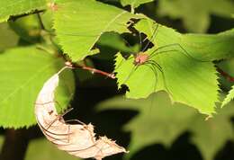 Image of Daddy-long-legs