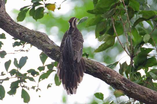 Imagem de Dromococcyx phasianellus (Spix 1824)