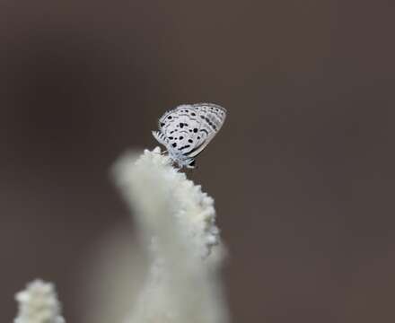 Image of Thorn-tree blue