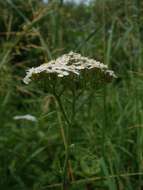 Image of Achillea collina J. Becker ex Rchb.