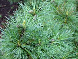 Imagem de Pinus peuce Griseb.