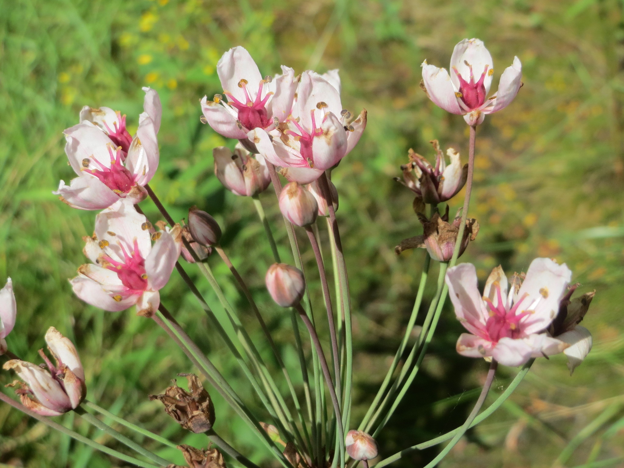 Image of <i>Butomus umbellatus</i>