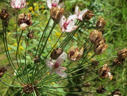 Image of <i>Butomus umbellatus</i>