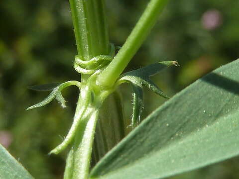 Image of barn vetch