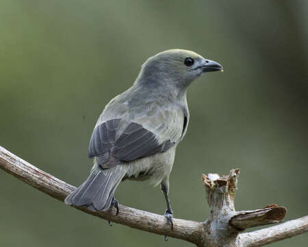 صورة Thraupis palmarum (Wied-Neuwied 1821)