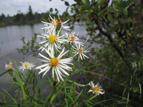 Plancia ëd Symphyotrichum boreale (Torr. & A. Gray) A. Löve & D. Löve