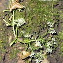 Image of <i>Sedum cepaea</i>