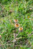 Image of carline thistle