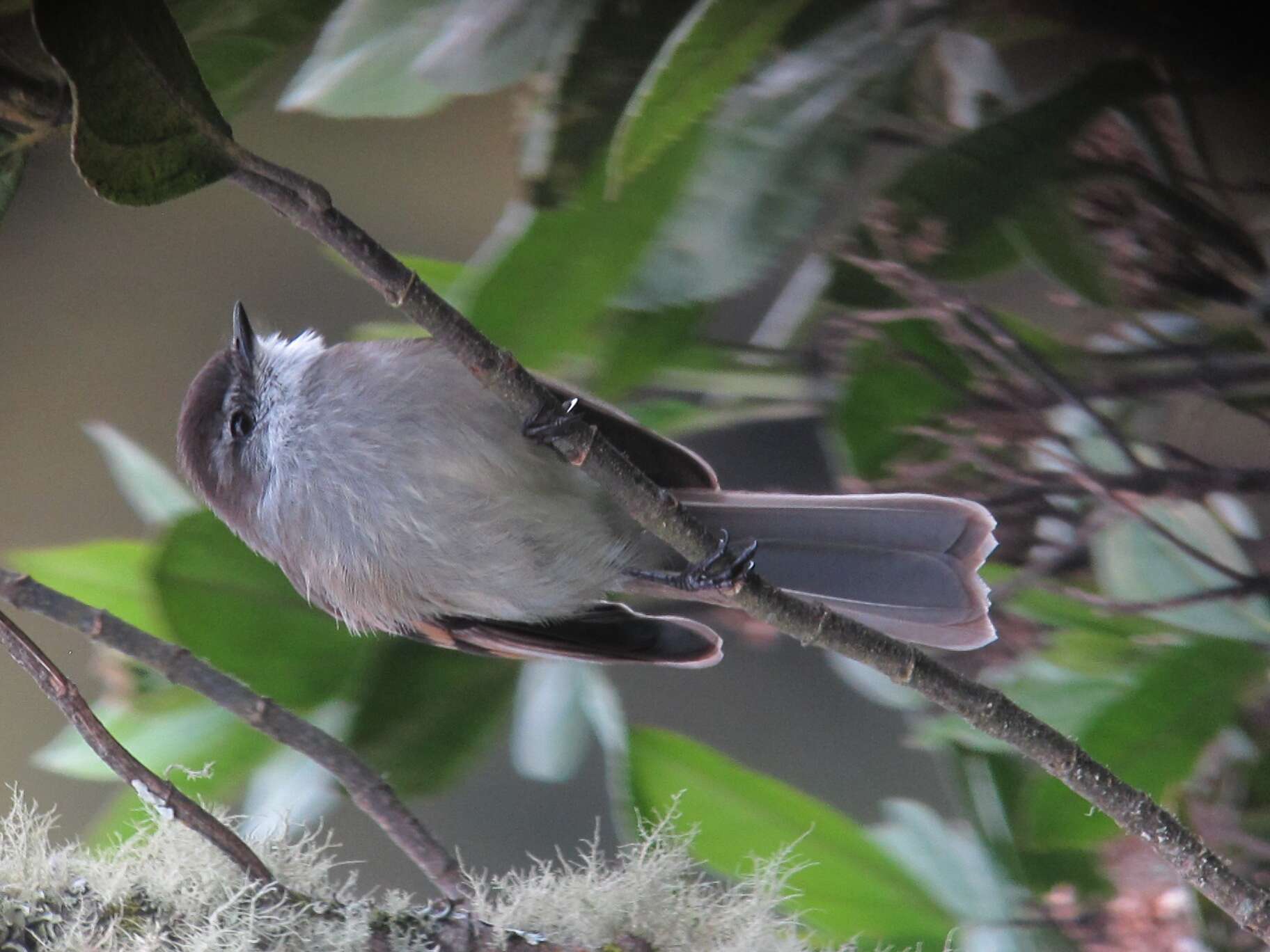 Image of White-throated Tyrannulet