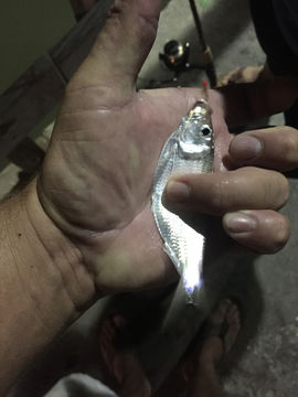 Image of Guiana Herring