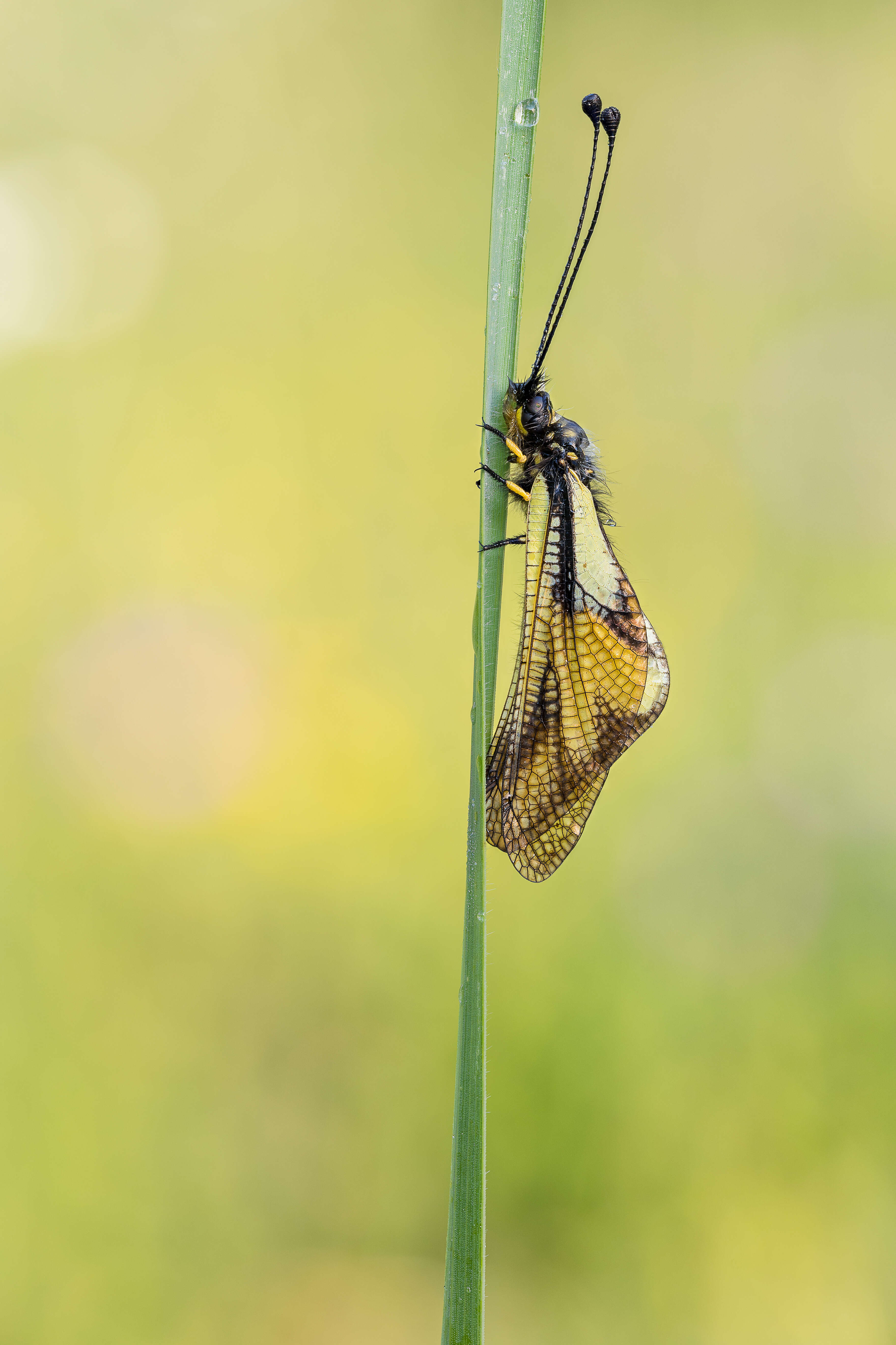 Image of Owly sulphur