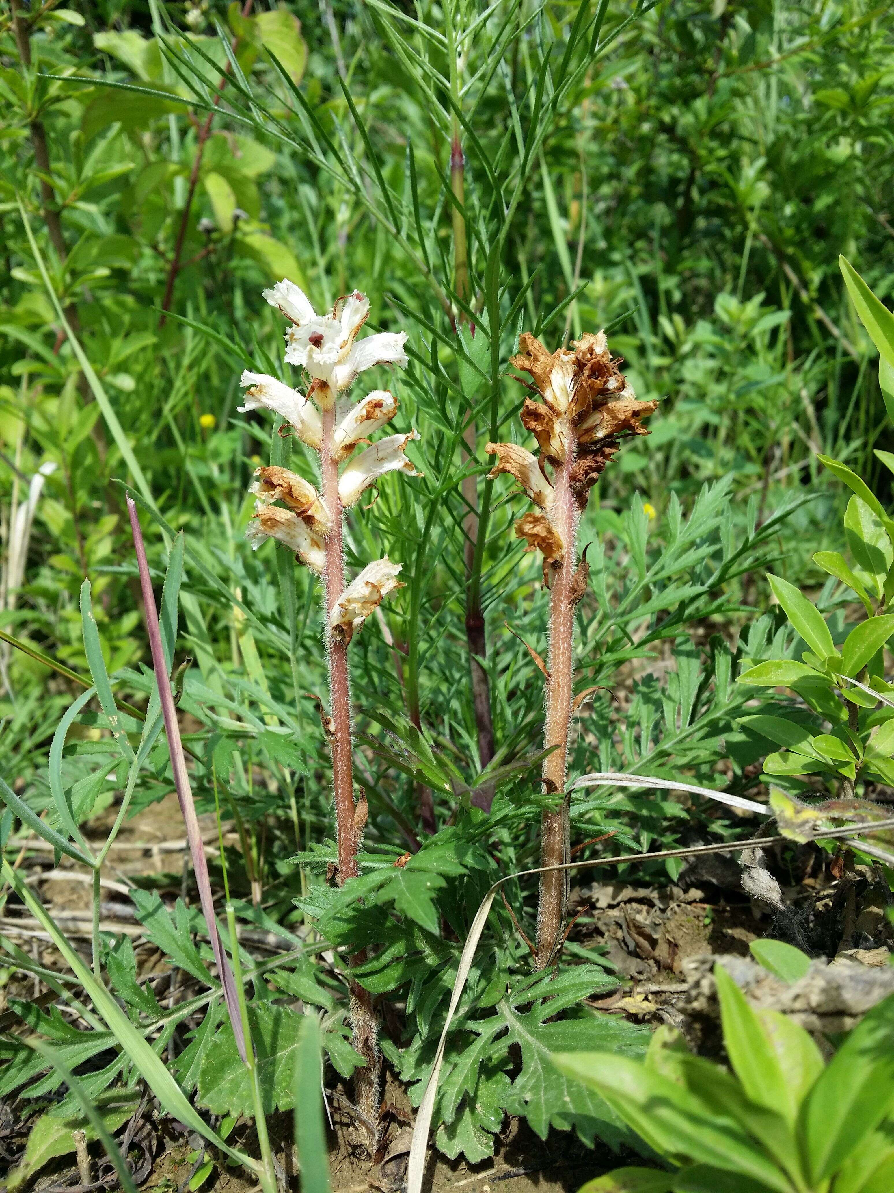 Image of oxtongue broomrape