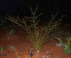 Image of Yellow Broom