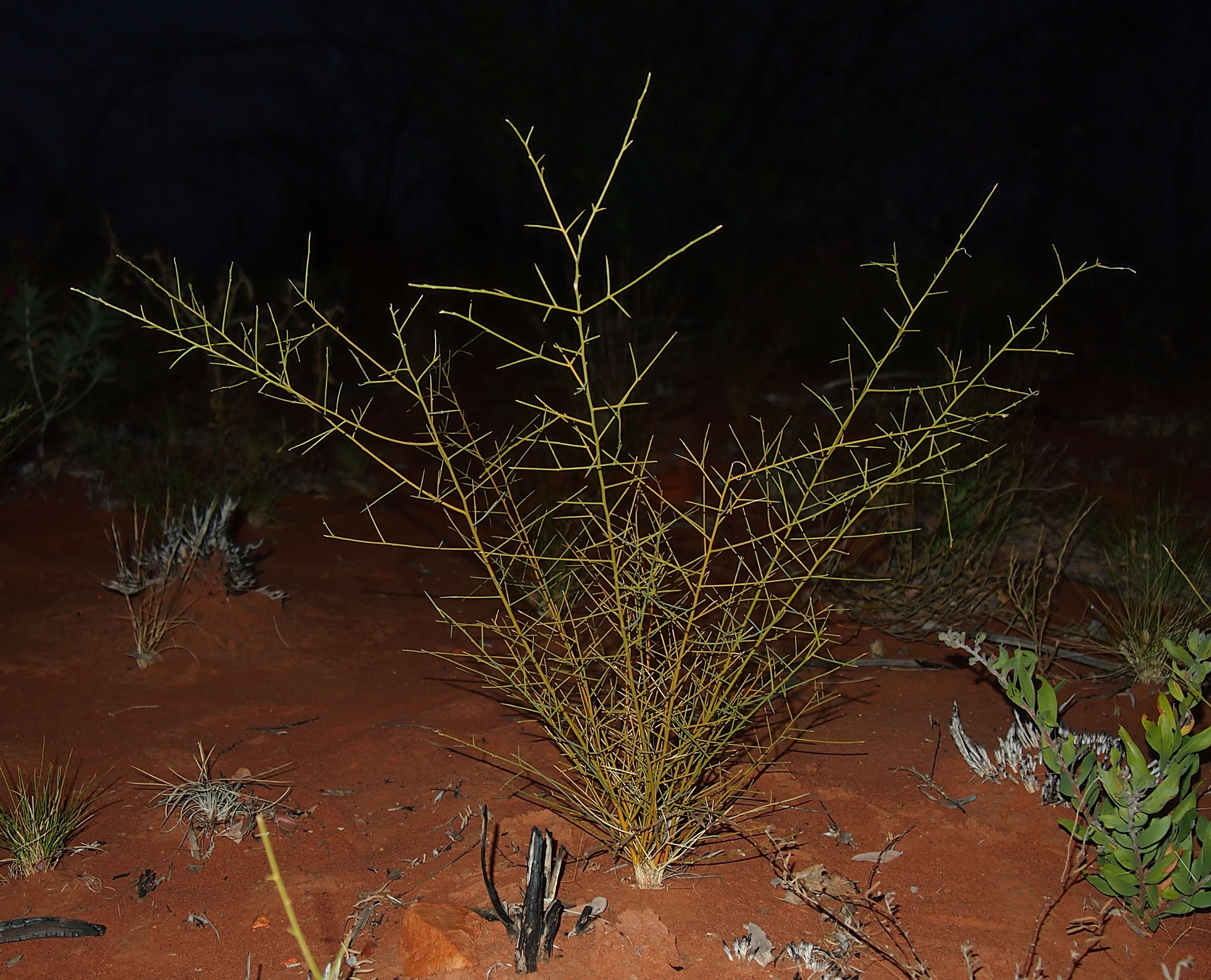 Plancia ëd Mirbelia viminalis (Benth.) C. A. Gardner