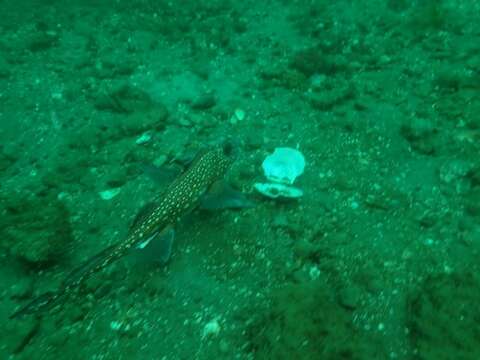 Image of Spotted Ratfish