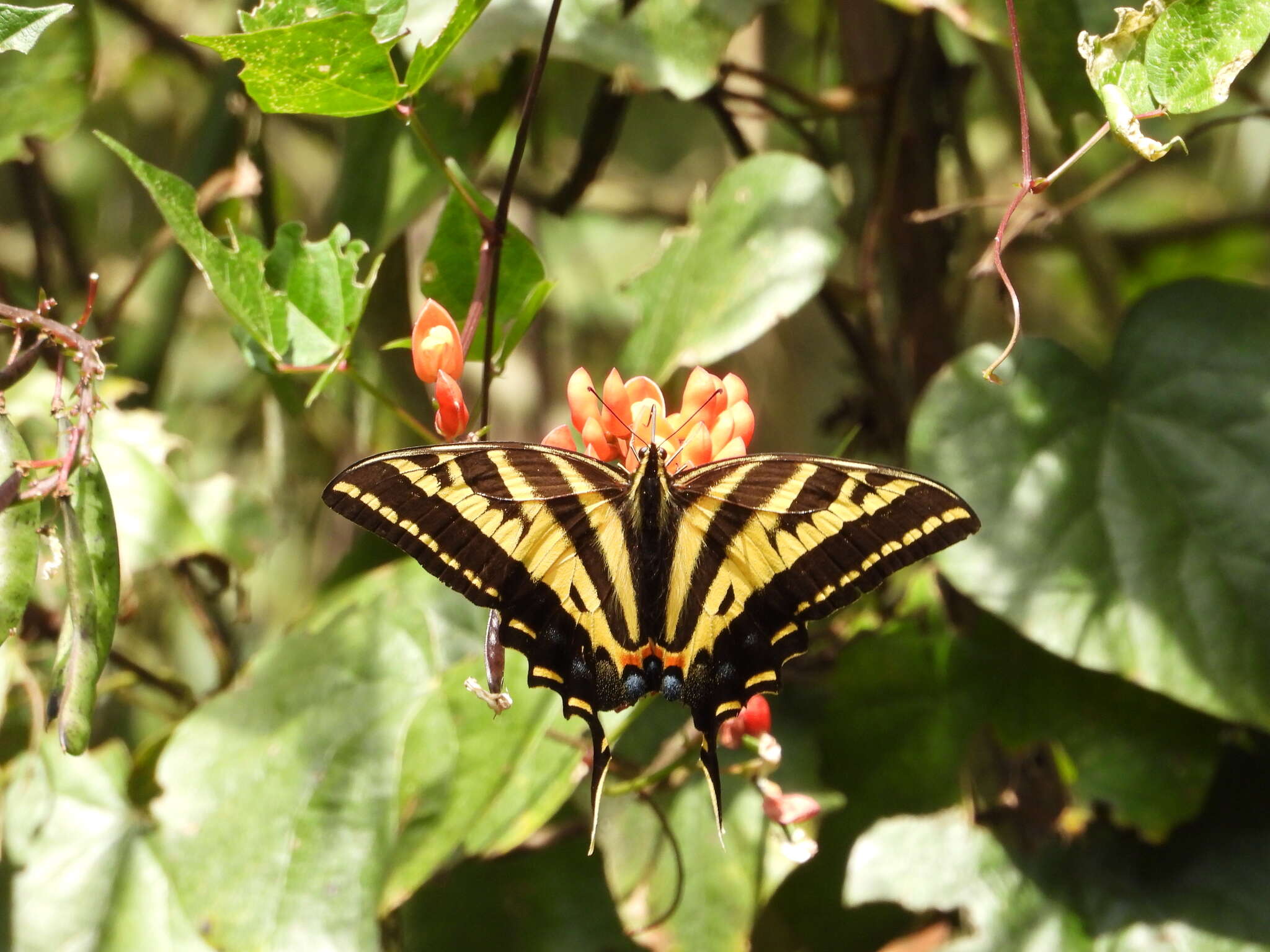 Sivun Papilio pilumnus Boisduval 1836 kuva