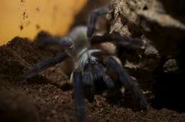 Image of Socotra Island Blue Baboon (tarantula)