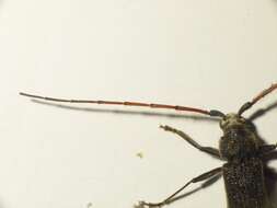 Image of Kulsi teak borer