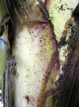 Image of Banana aphid