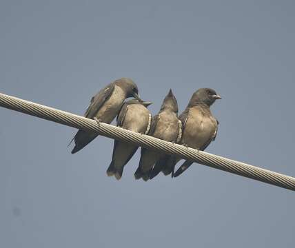 Image of Ashy Wood Swallow