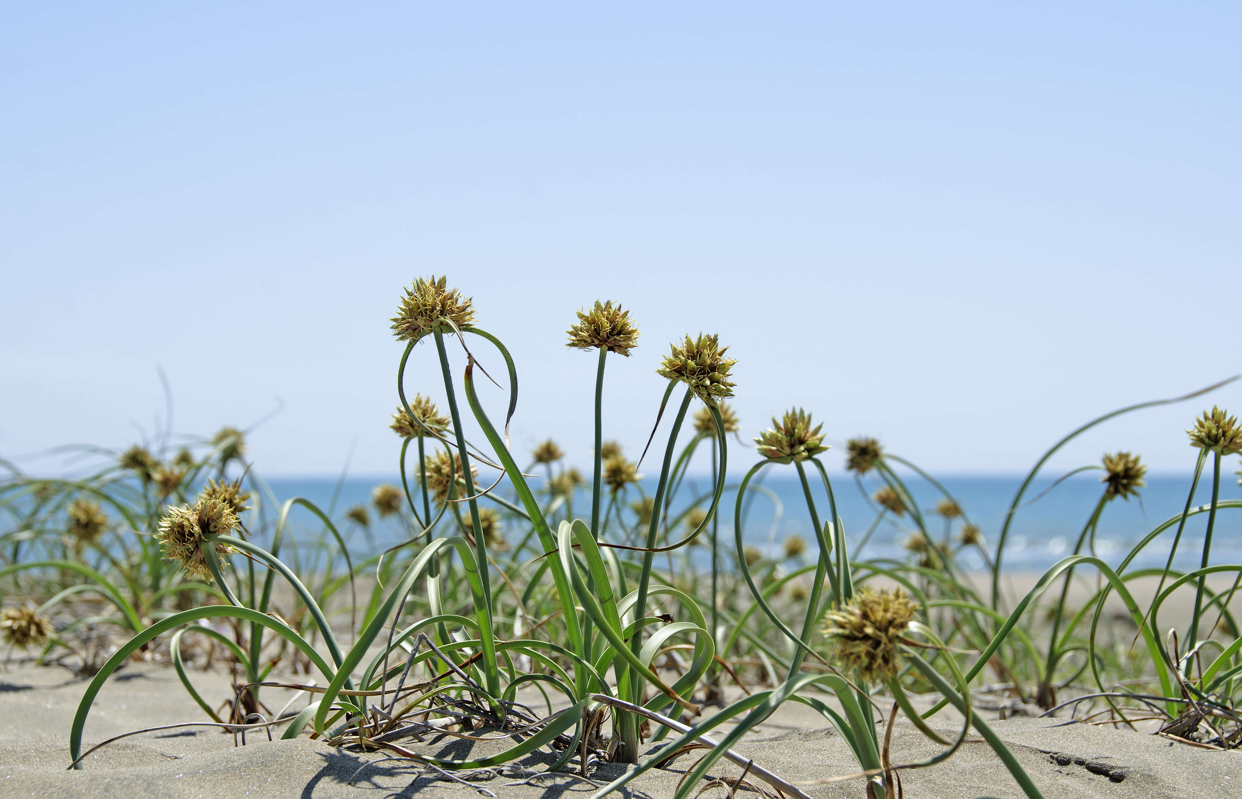 Image de Cyperus capitatus Vand.