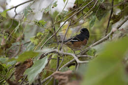 Image of Eastern Towhee